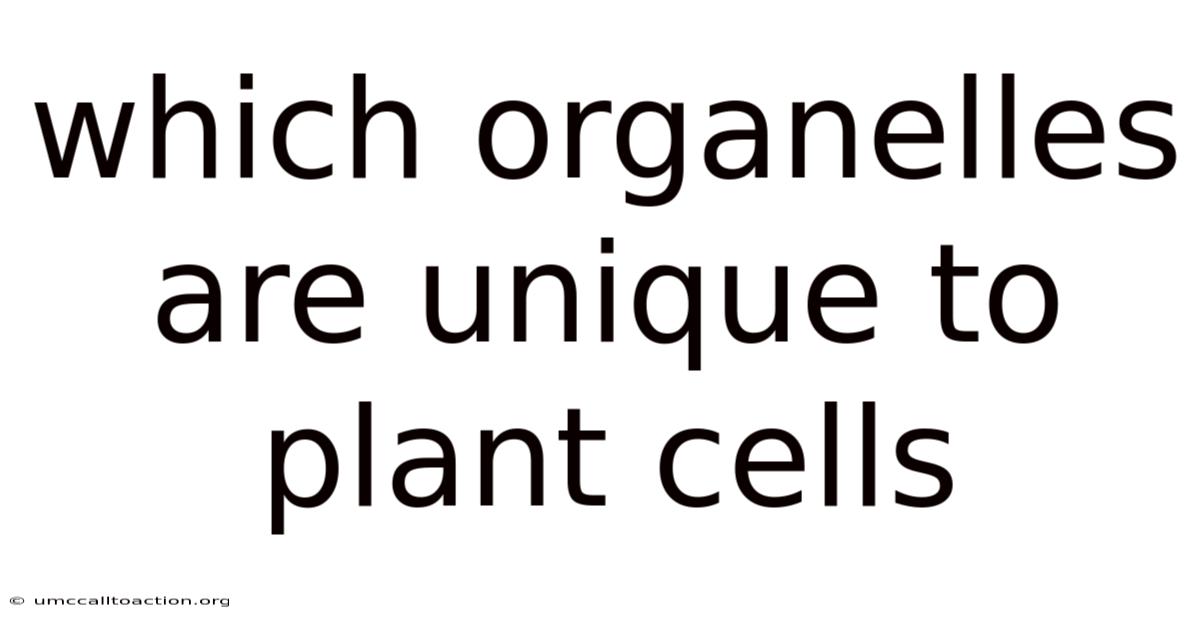 Which Organelles Are Unique To Plant Cells