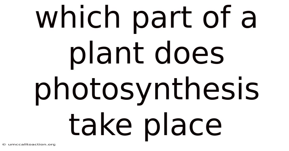 Which Part Of A Plant Does Photosynthesis Take Place