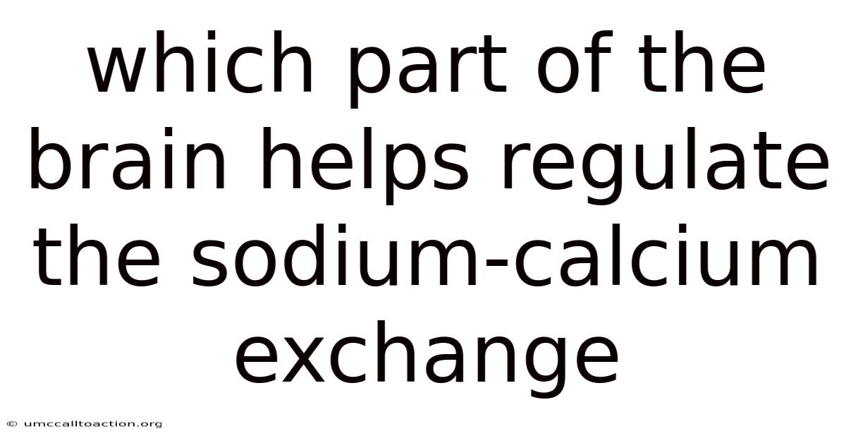 Which Part Of The Brain Helps Regulate The Sodium-calcium Exchange