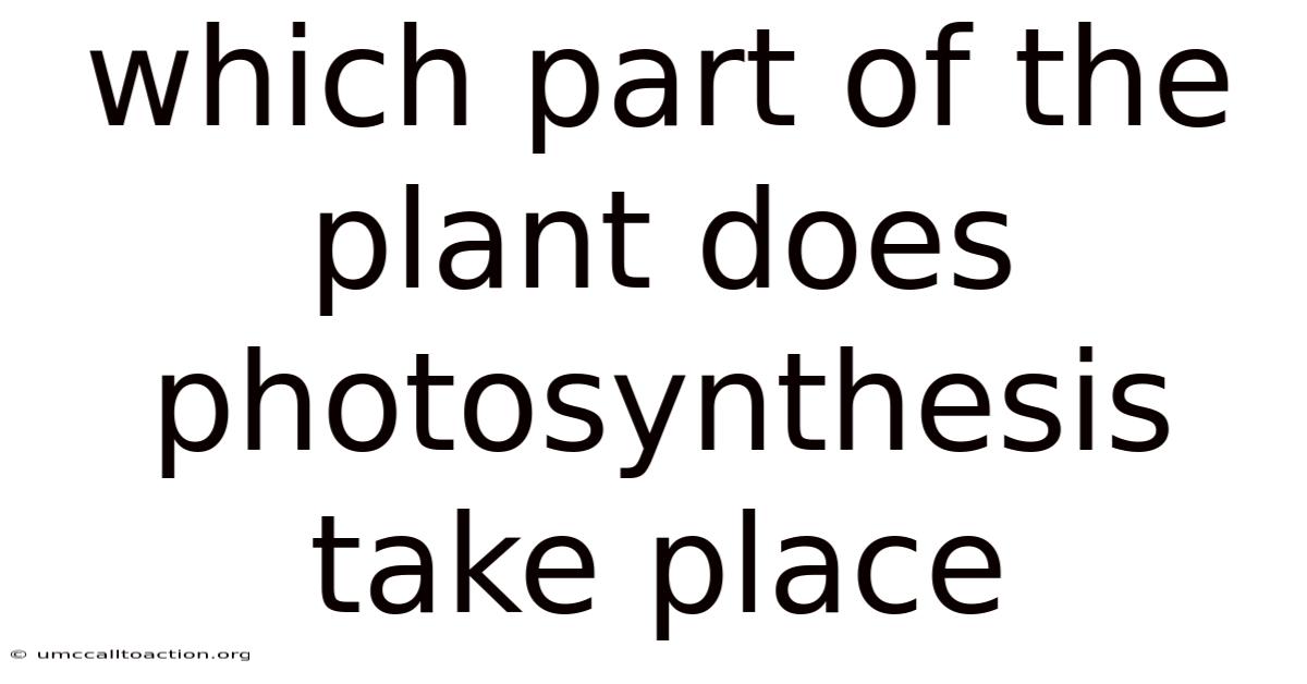 Which Part Of The Plant Does Photosynthesis Take Place