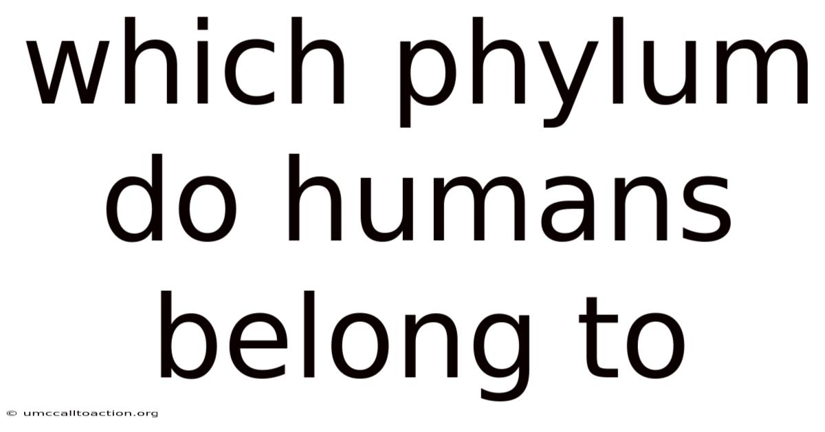 Which Phylum Do Humans Belong To