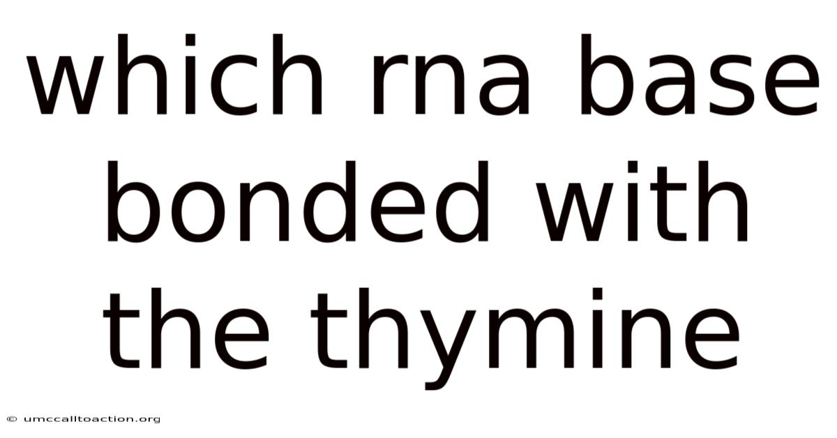 Which Rna Base Bonded With The Thymine