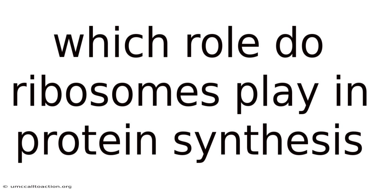 Which Role Do Ribosomes Play In Protein Synthesis