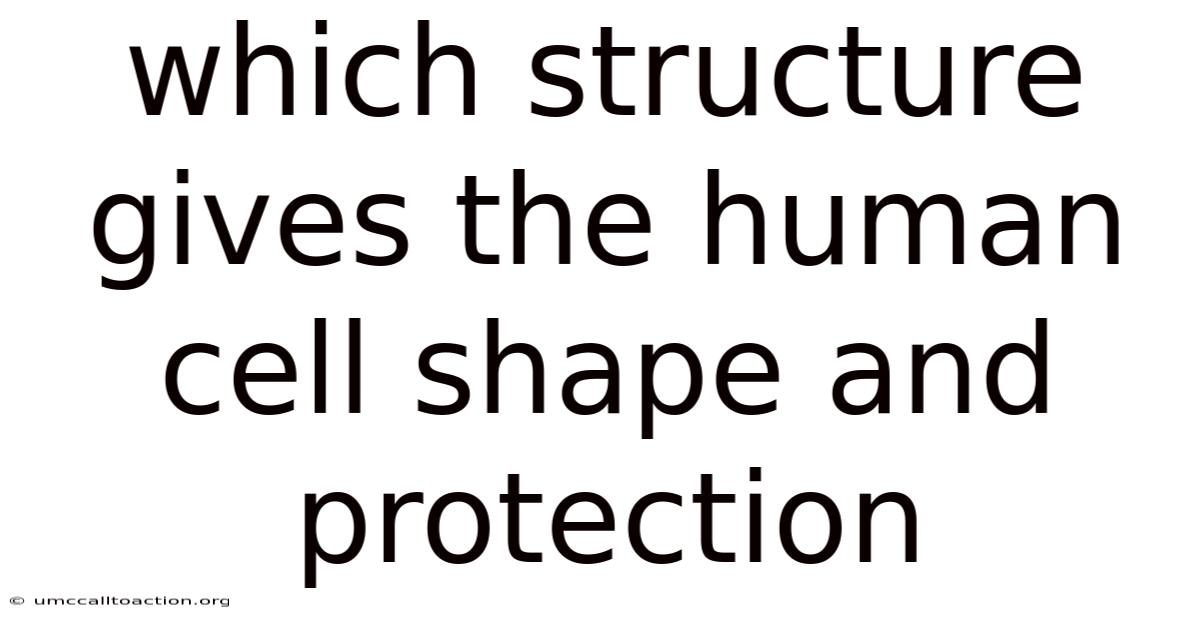 Which Structure Gives The Human Cell Shape And Protection
