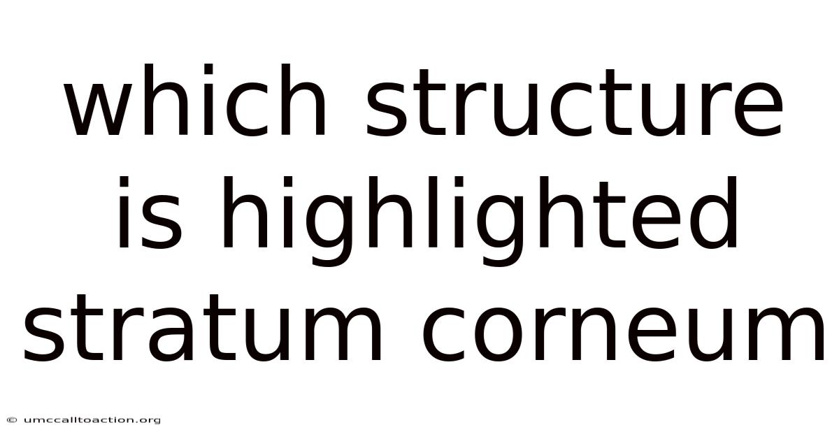 Which Structure Is Highlighted Stratum Corneum