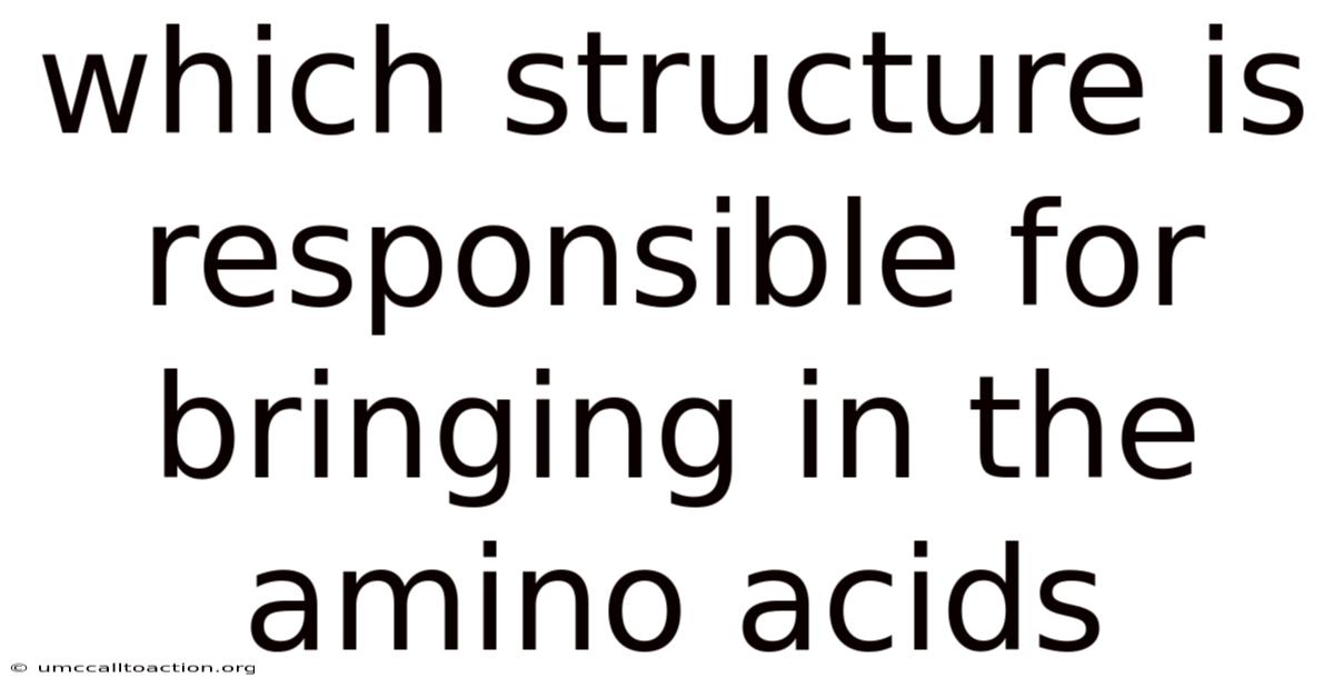 Which Structure Is Responsible For Bringing In The Amino Acids