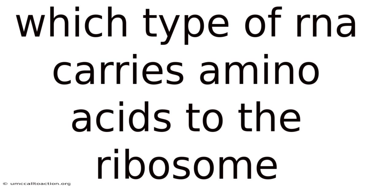 Which Type Of Rna Carries Amino Acids To The Ribosome