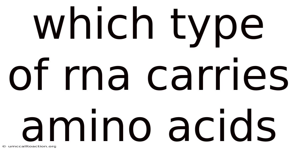 Which Type Of Rna Carries Amino Acids