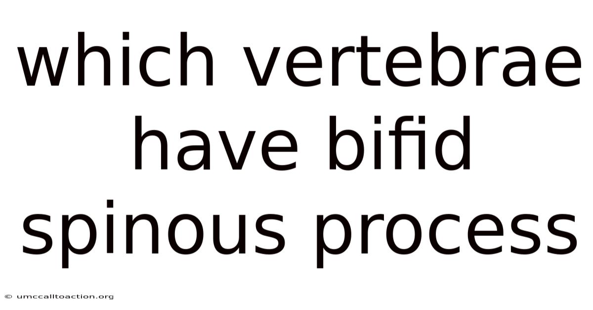 Which Vertebrae Have Bifid Spinous Process