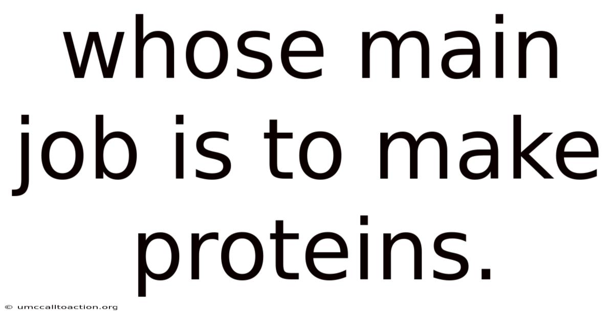Whose Main Job Is To Make Proteins.