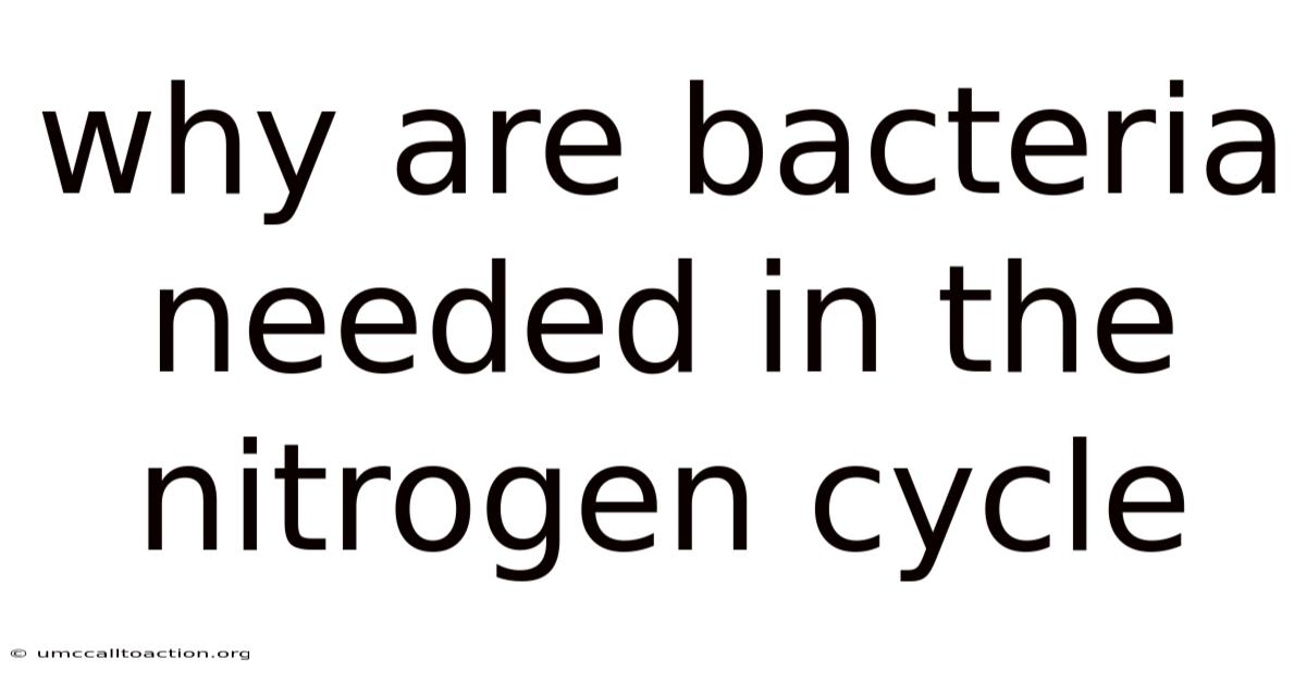 Why Are Bacteria Needed In The Nitrogen Cycle
