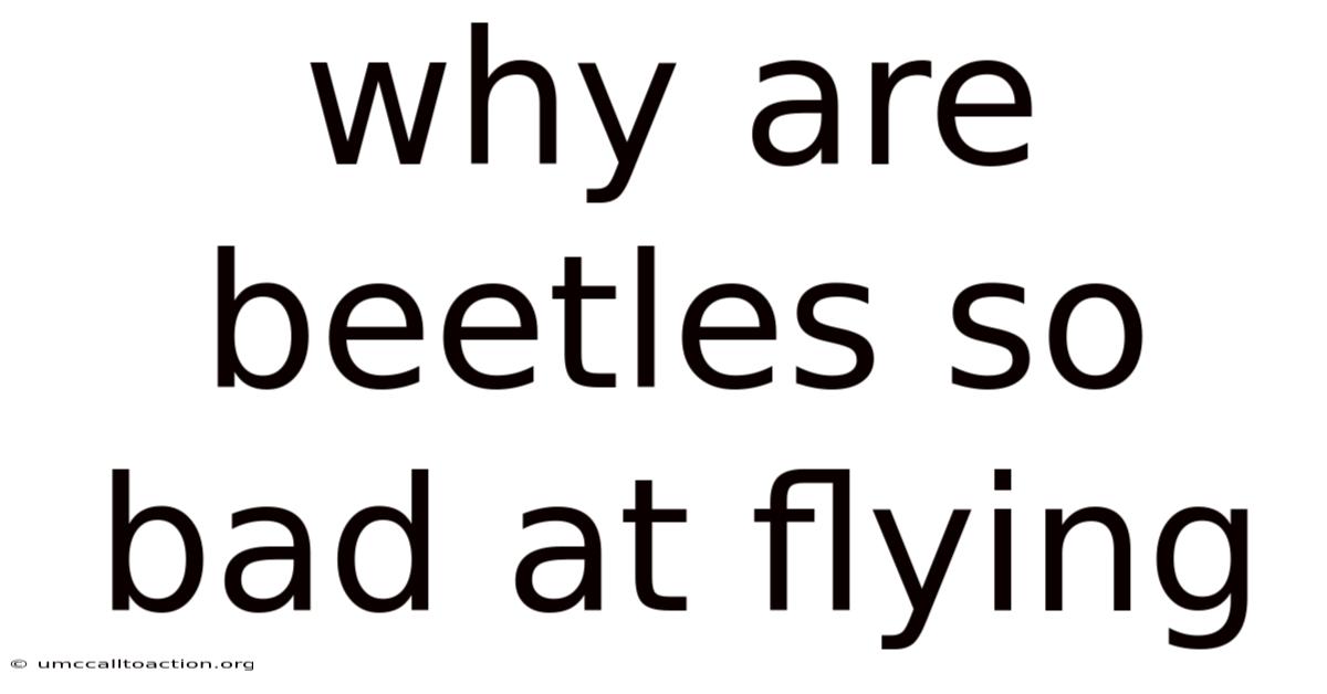 Why Are Beetles So Bad At Flying