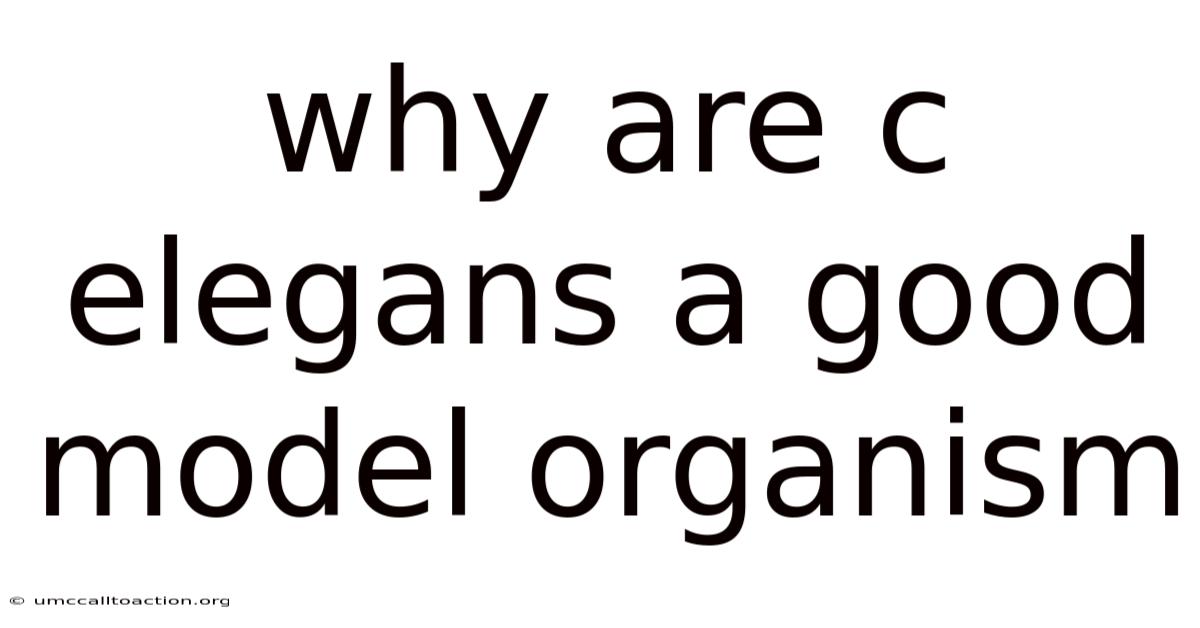 Why Are C Elegans A Good Model Organism