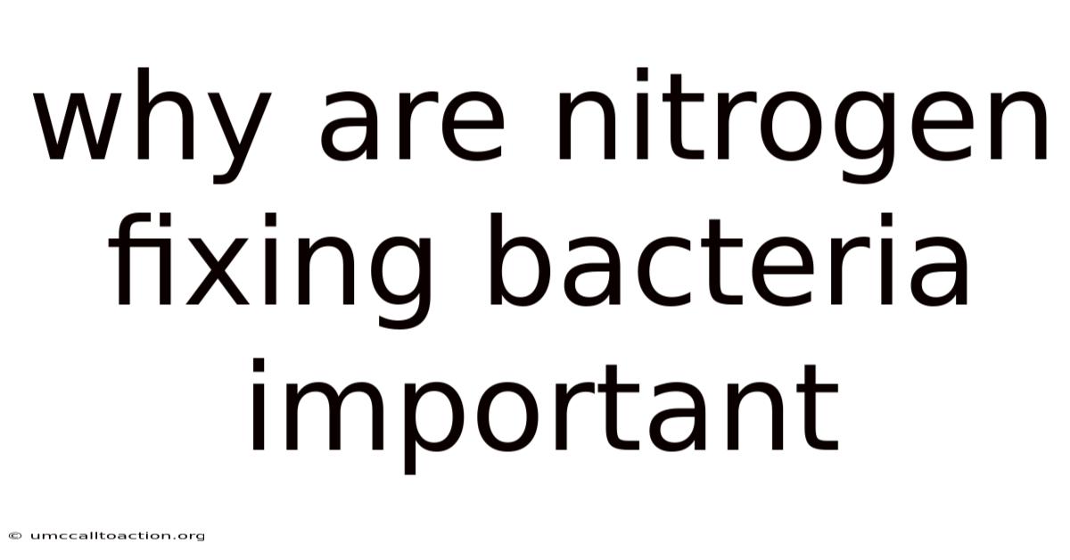 Why Are Nitrogen Fixing Bacteria Important