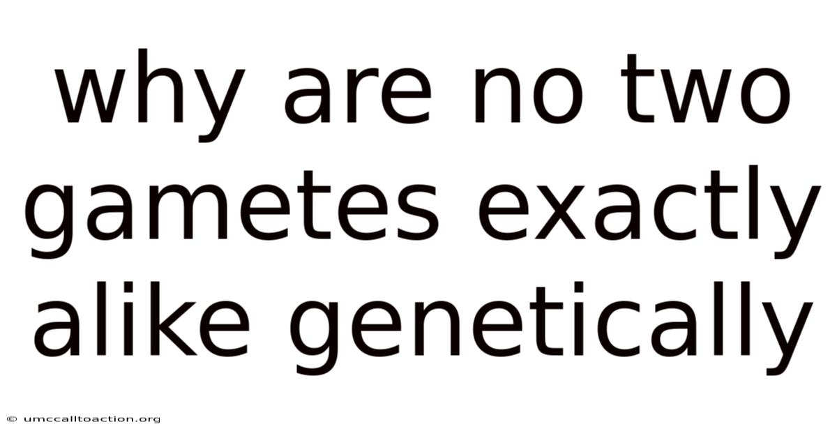 Why Are No Two Gametes Exactly Alike Genetically