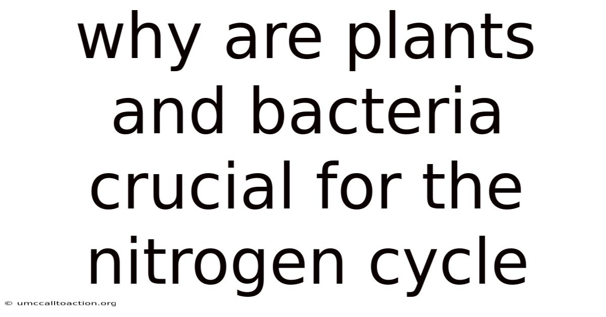 Why Are Plants And Bacteria Crucial For The Nitrogen Cycle