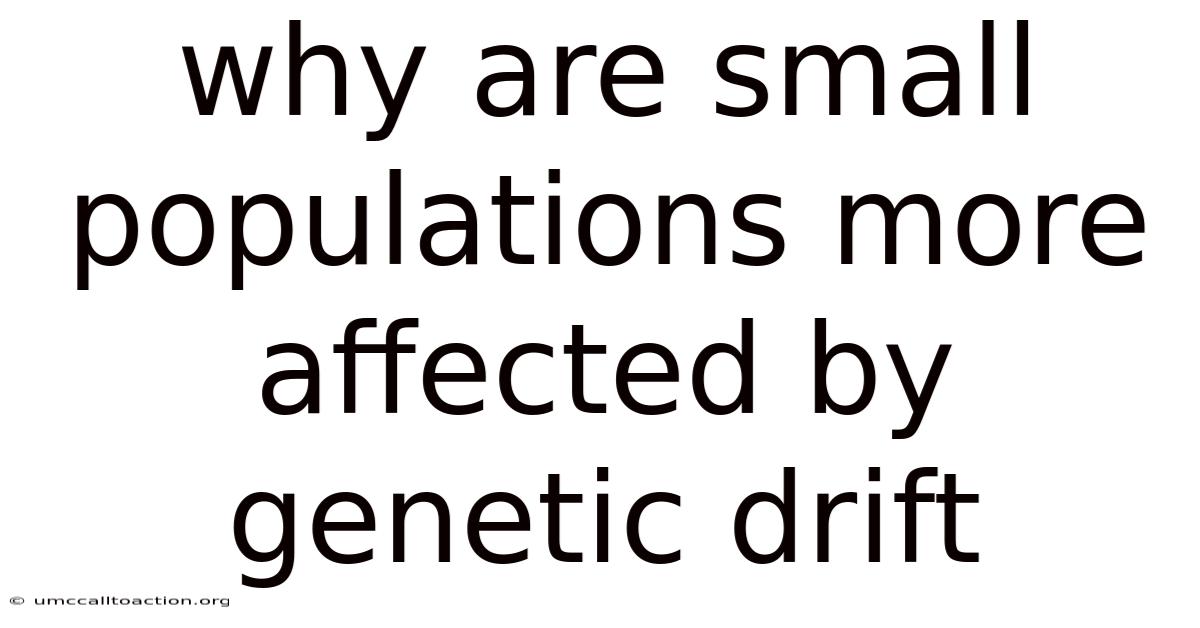 Why Are Small Populations More Affected By Genetic Drift