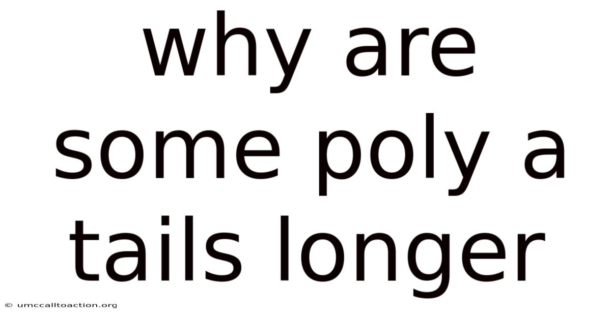 Why Are Some Poly A Tails Longer