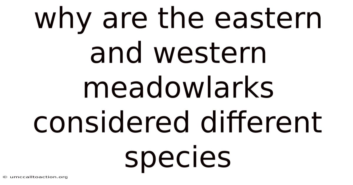 Why Are The Eastern And Western Meadowlarks Considered Different Species