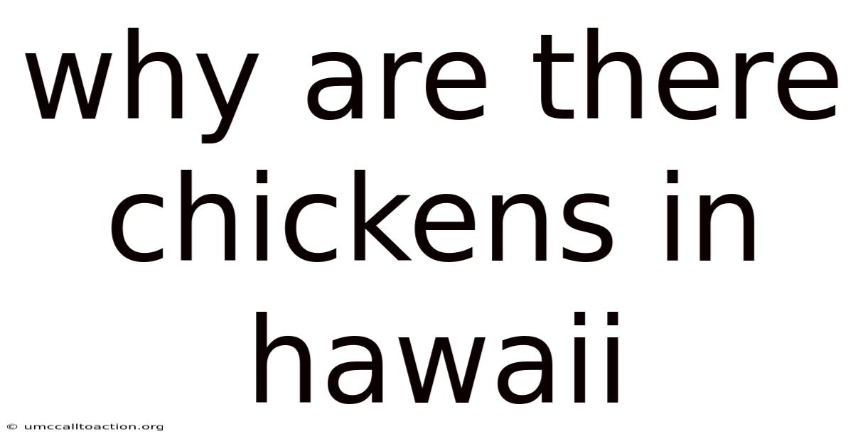 Why Are There Chickens In Hawaii