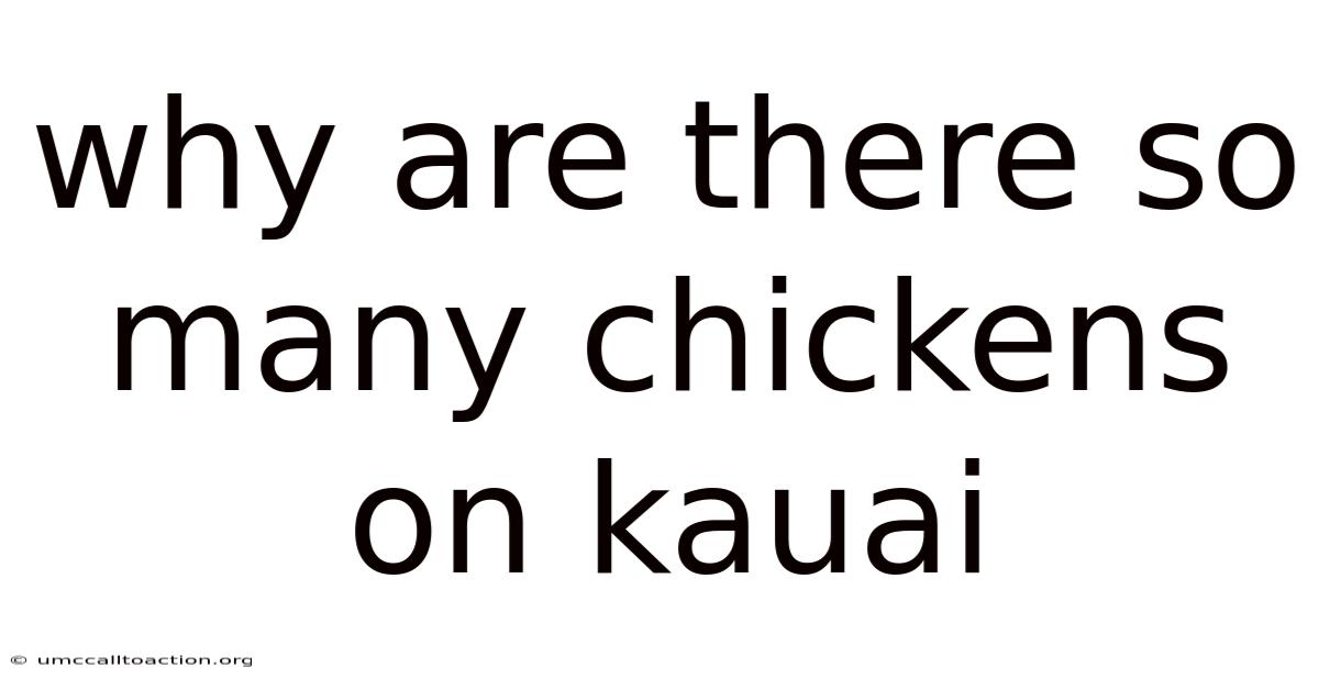 Why Are There So Many Chickens On Kauai