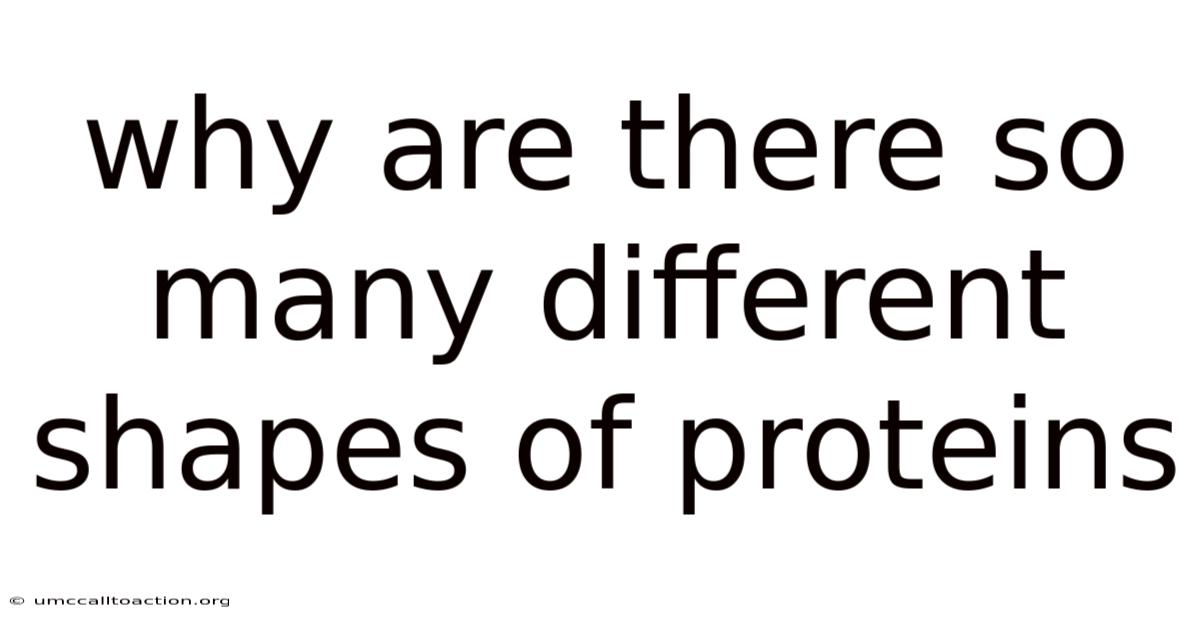 Why Are There So Many Different Shapes Of Proteins