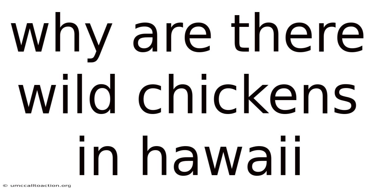 Why Are There Wild Chickens In Hawaii