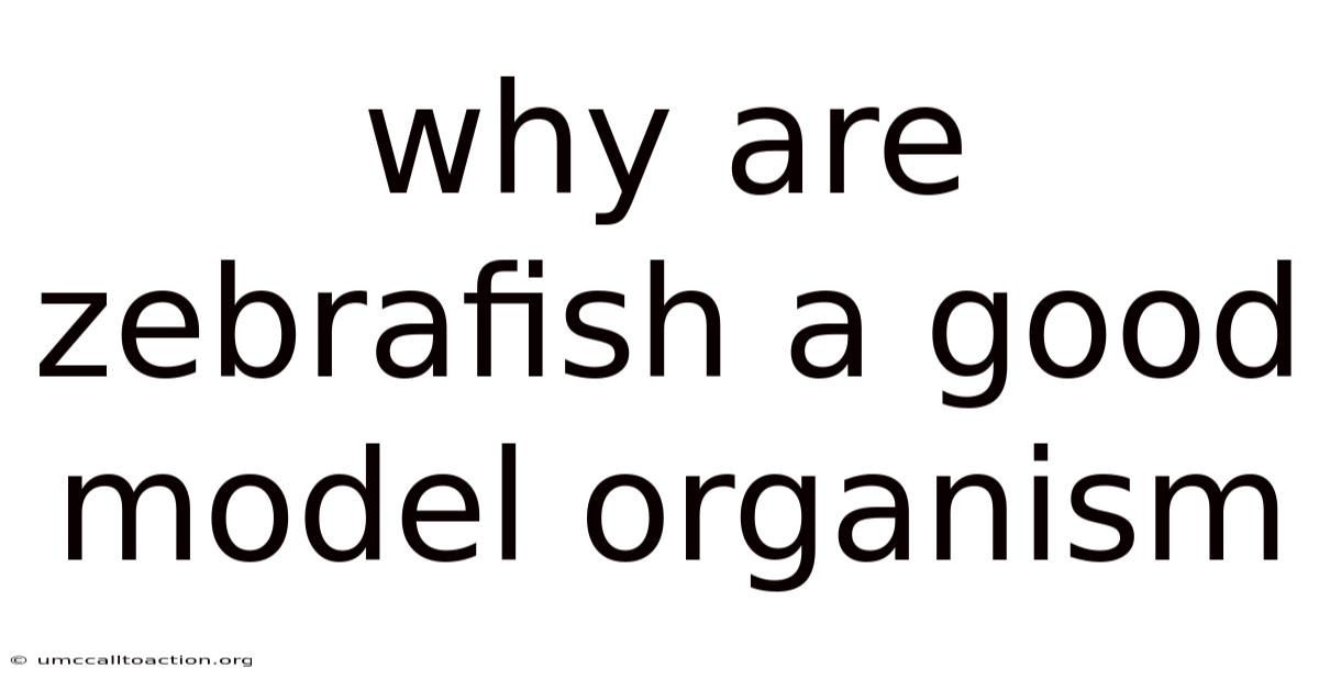 Why Are Zebrafish A Good Model Organism