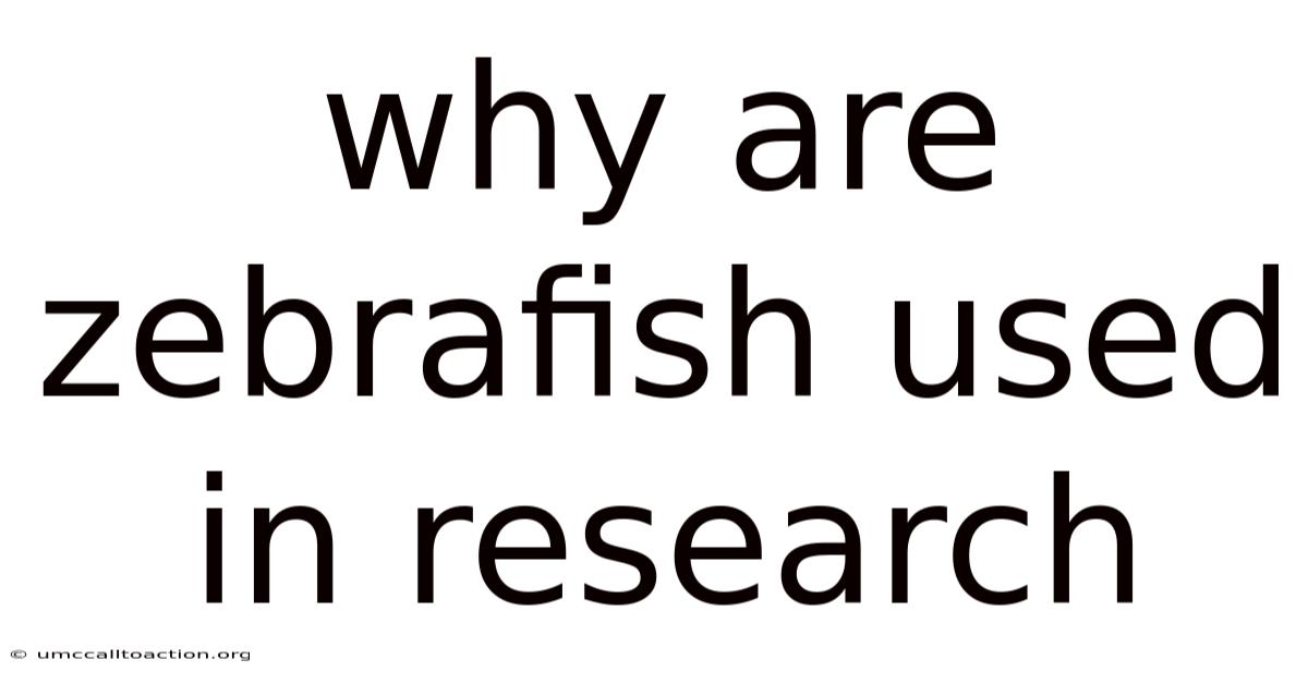Why Are Zebrafish Used In Research