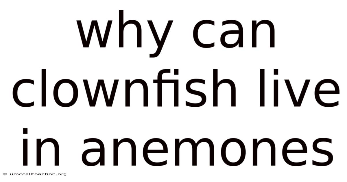 Why Can Clownfish Live In Anemones