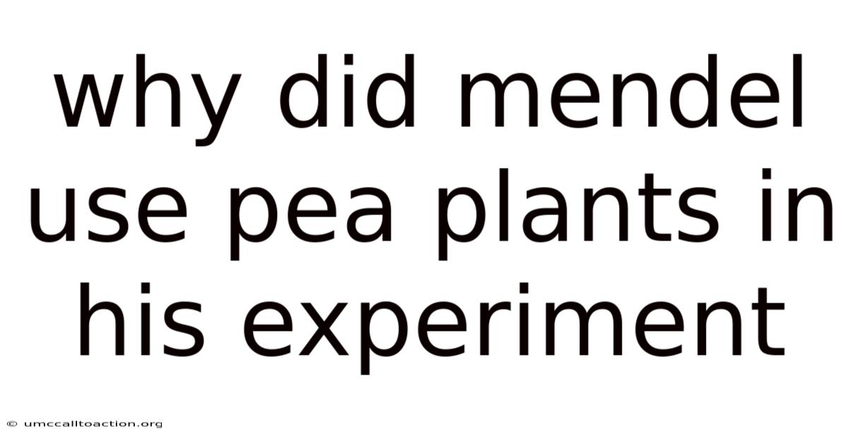 Why Did Mendel Use Pea Plants In His Experiment
