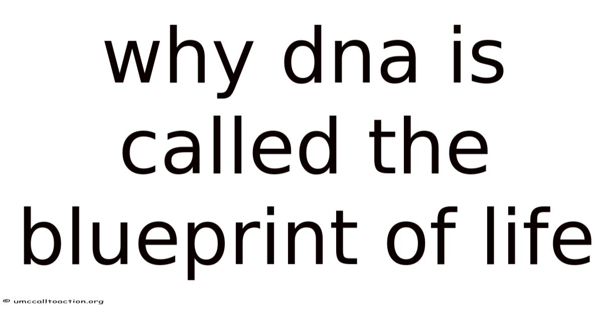 Why Dna Is Called The Blueprint Of Life