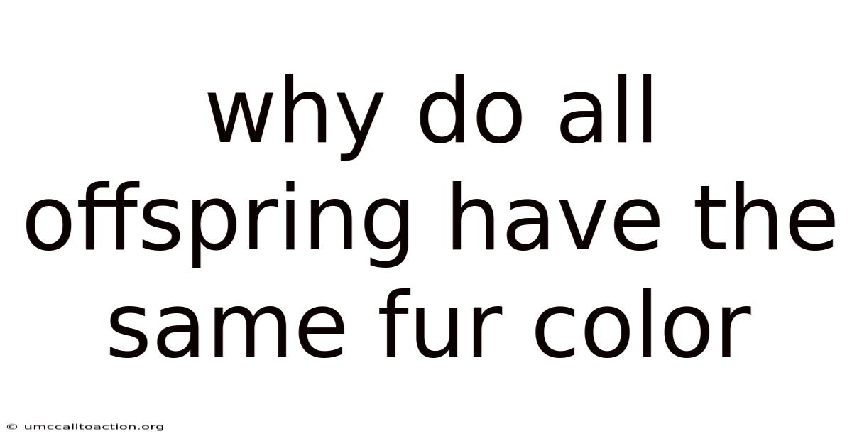 Why Do All Offspring Have The Same Fur Color