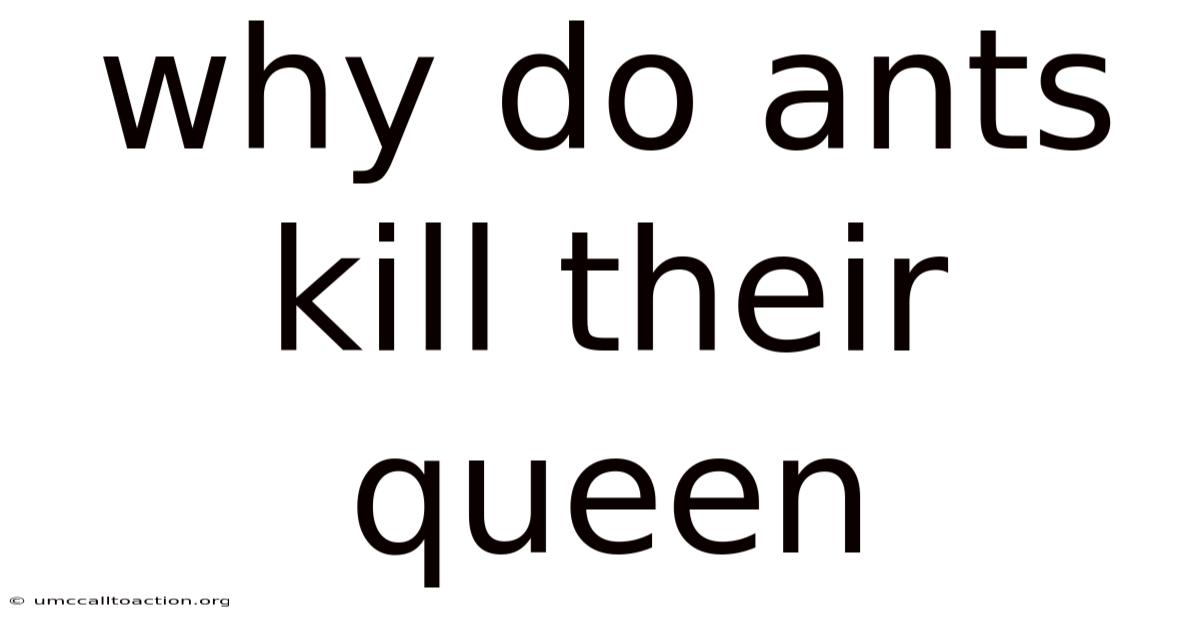 Why Do Ants Kill Their Queen