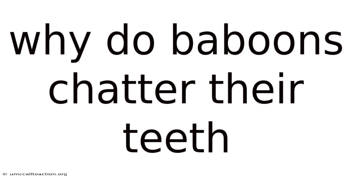 Why Do Baboons Chatter Their Teeth