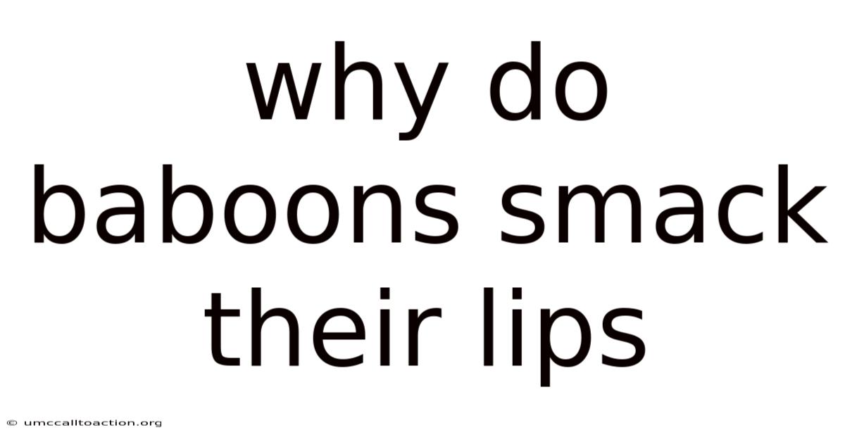 Why Do Baboons Smack Their Lips