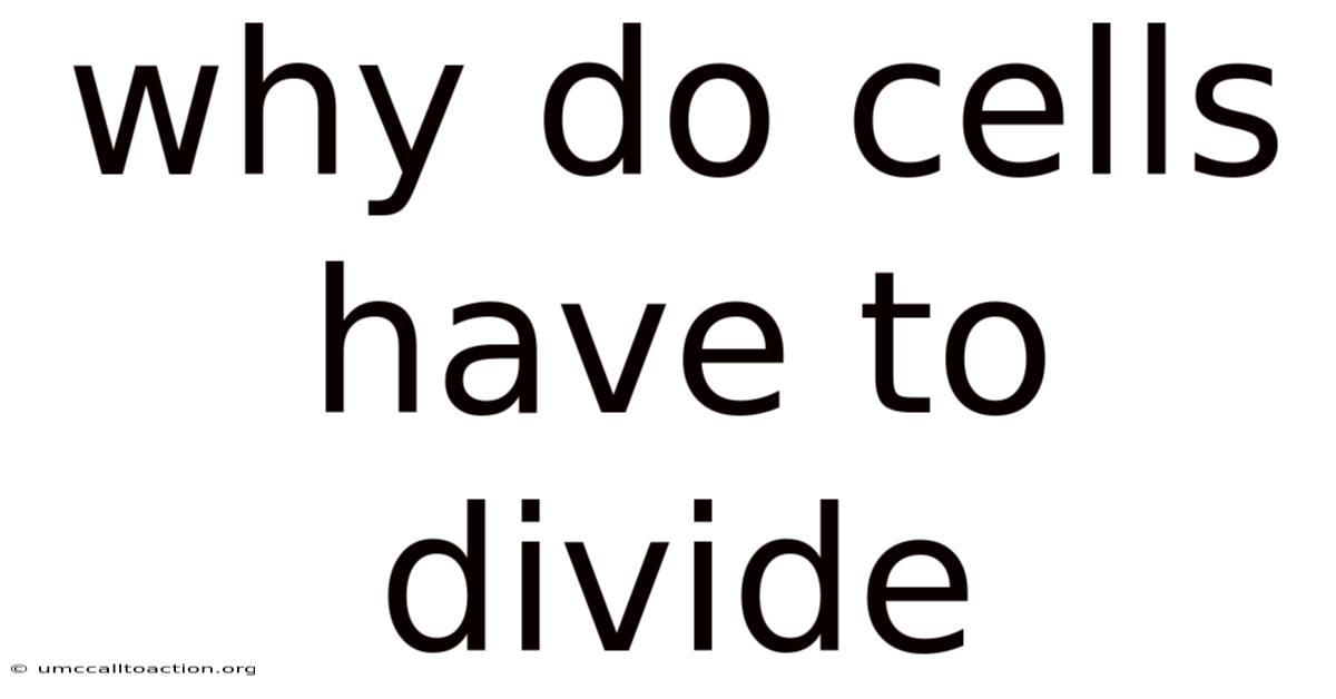 Why Do Cells Have To Divide