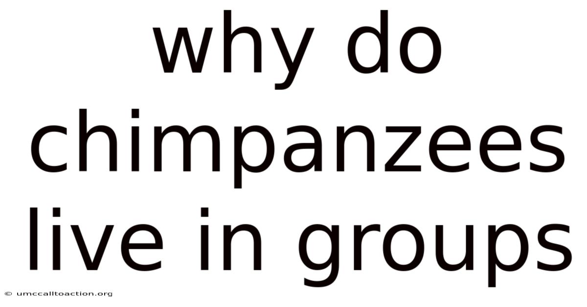 Why Do Chimpanzees Live In Groups