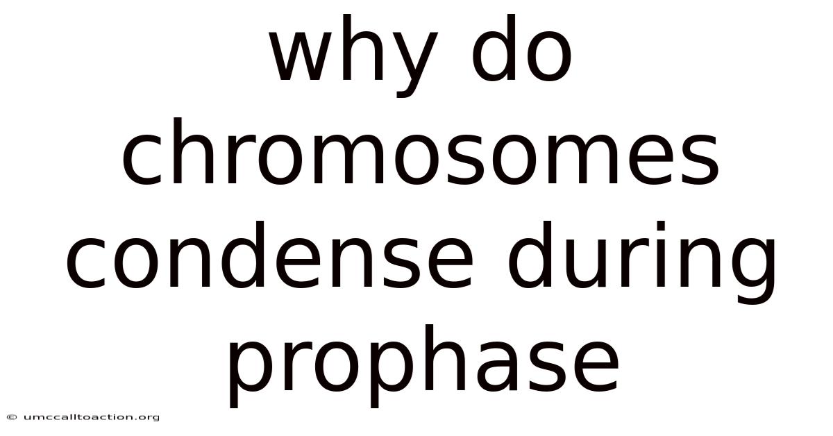 Why Do Chromosomes Condense During Prophase
