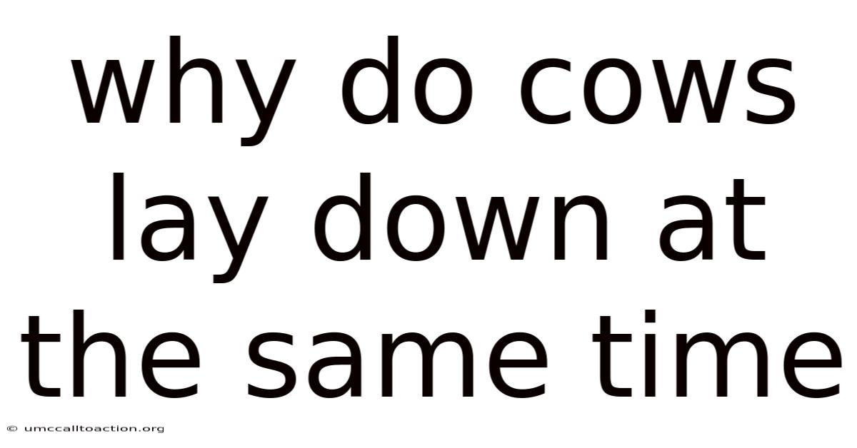 Why Do Cows Lay Down At The Same Time