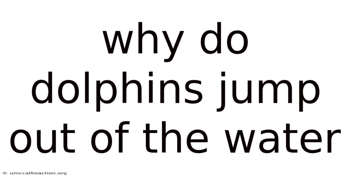 Why Do Dolphins Jump Out Of The Water