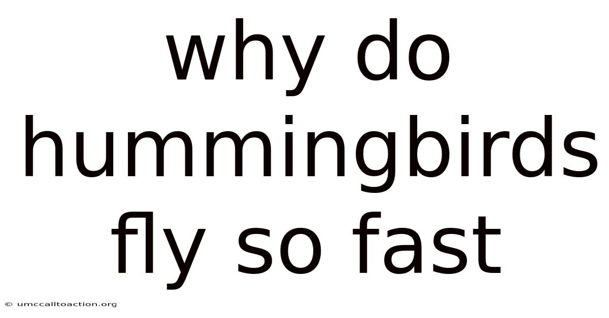 Why Do Hummingbirds Fly So Fast