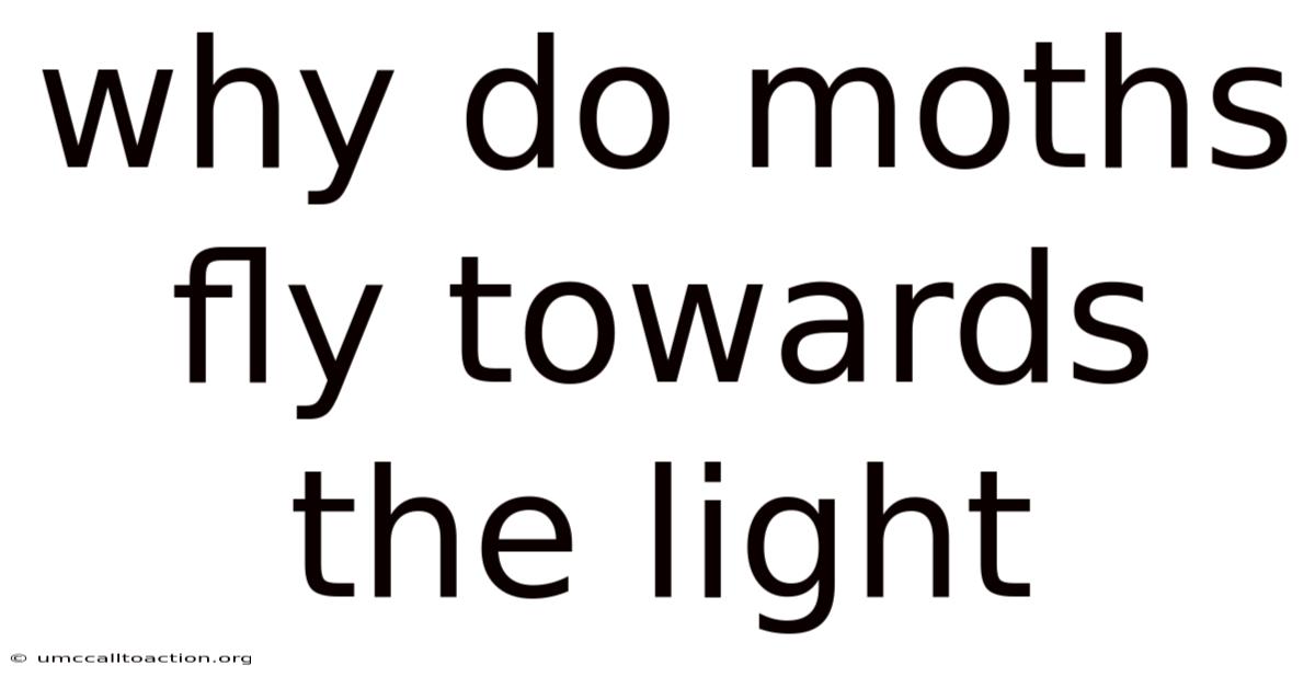 Why Do Moths Fly Towards The Light