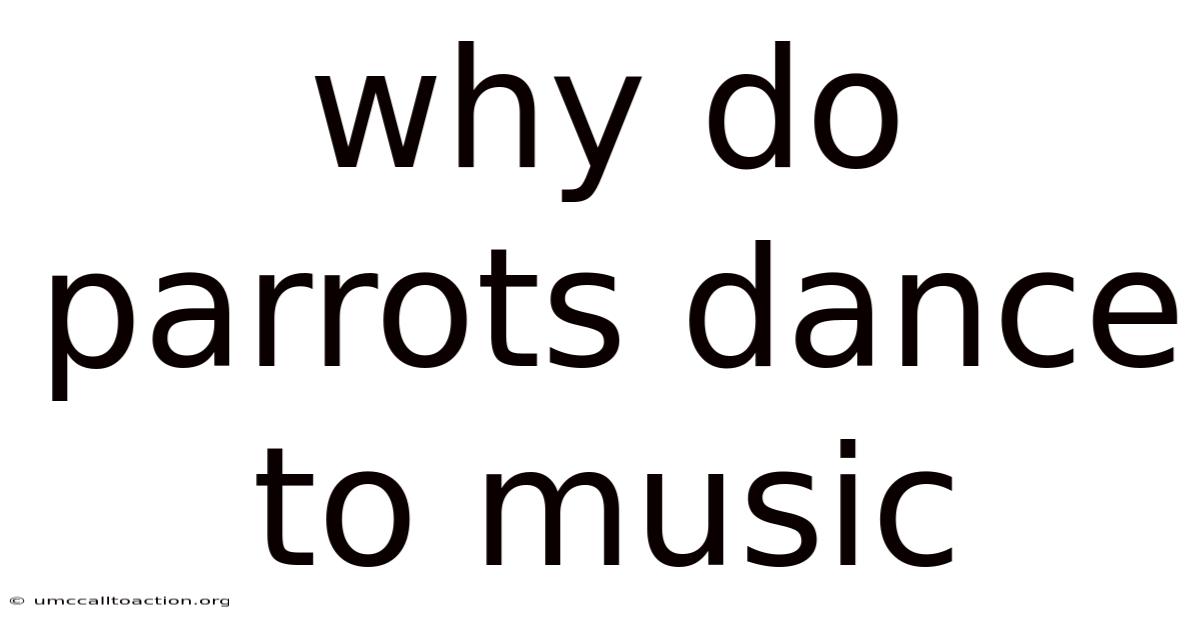 Why Do Parrots Dance To Music