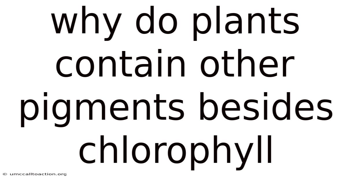 Why Do Plants Contain Other Pigments Besides Chlorophyll
