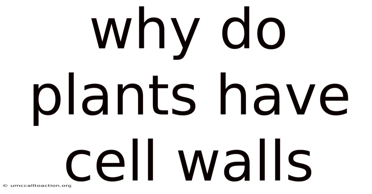 Why Do Plants Have Cell Walls