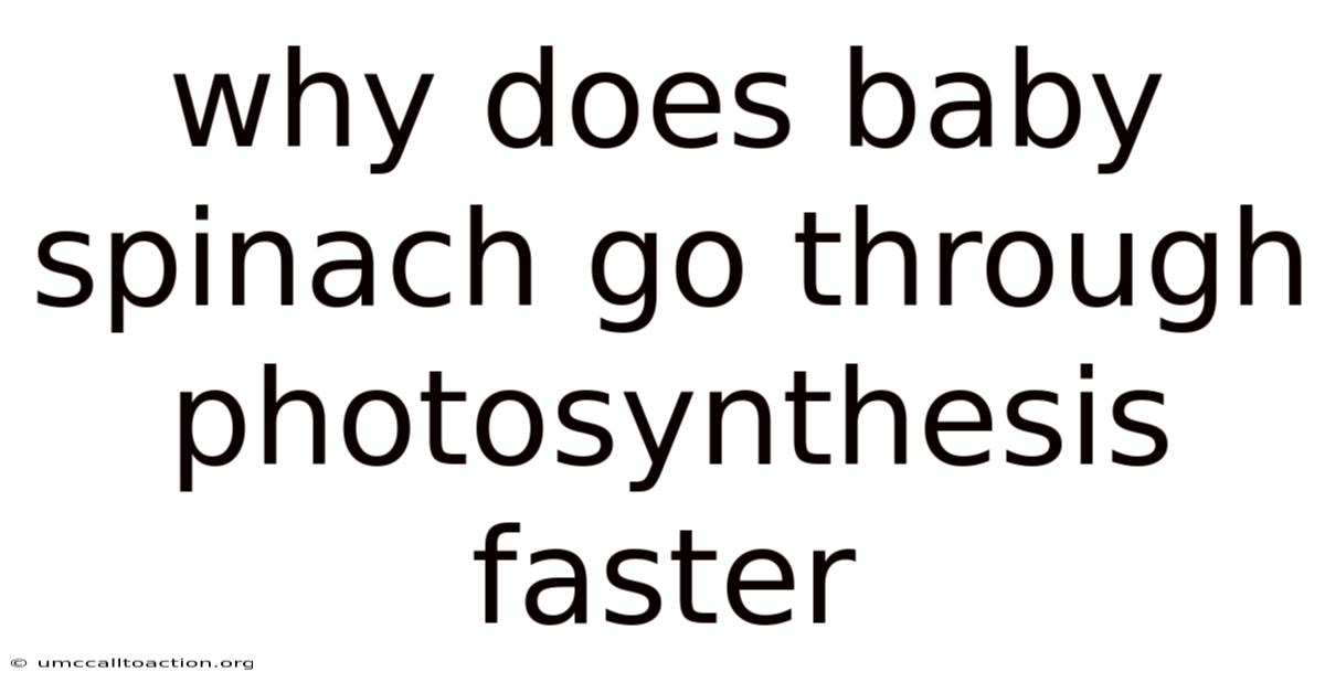 Why Does Baby Spinach Go Through Photosynthesis Faster