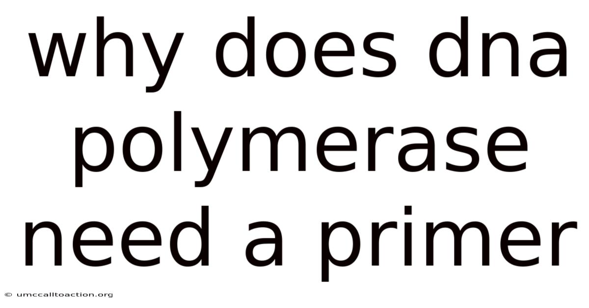 Why Does Dna Polymerase Need A Primer