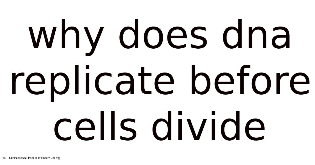 Why Does Dna Replicate Before Cells Divide