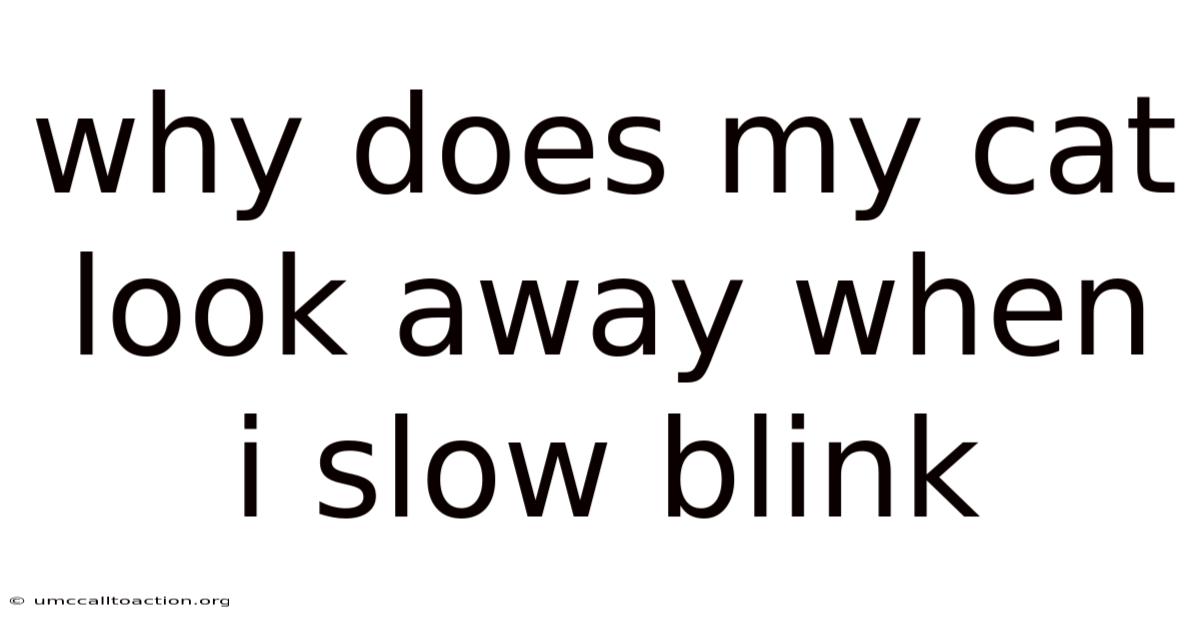 Why Does My Cat Look Away When I Slow Blink